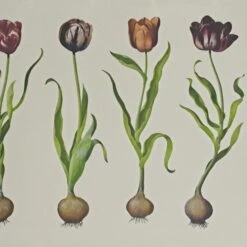 Tulips Wallpaper, Large Panel A + B
